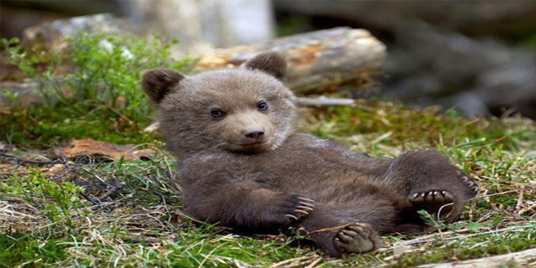 Bear cub escapes from Peshawar Zoo