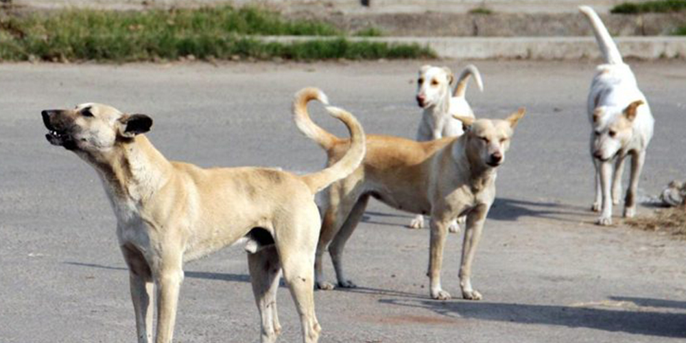 larkana