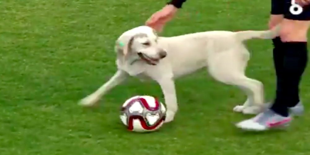 Stray Dog attempts Free Kick in a football match, watch video