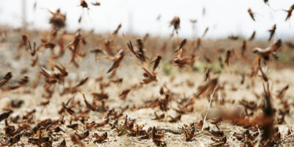 locust attack