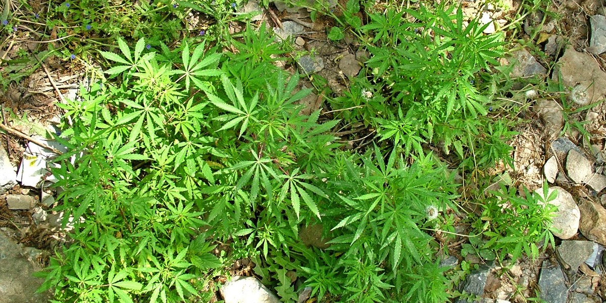 Cabinet approves commercial and medical use of cannabis