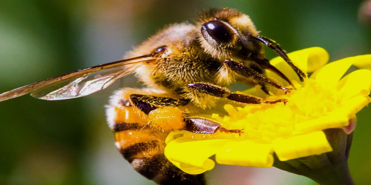 Honeybee Venom Can Save The Lives Of Thousands Of Women