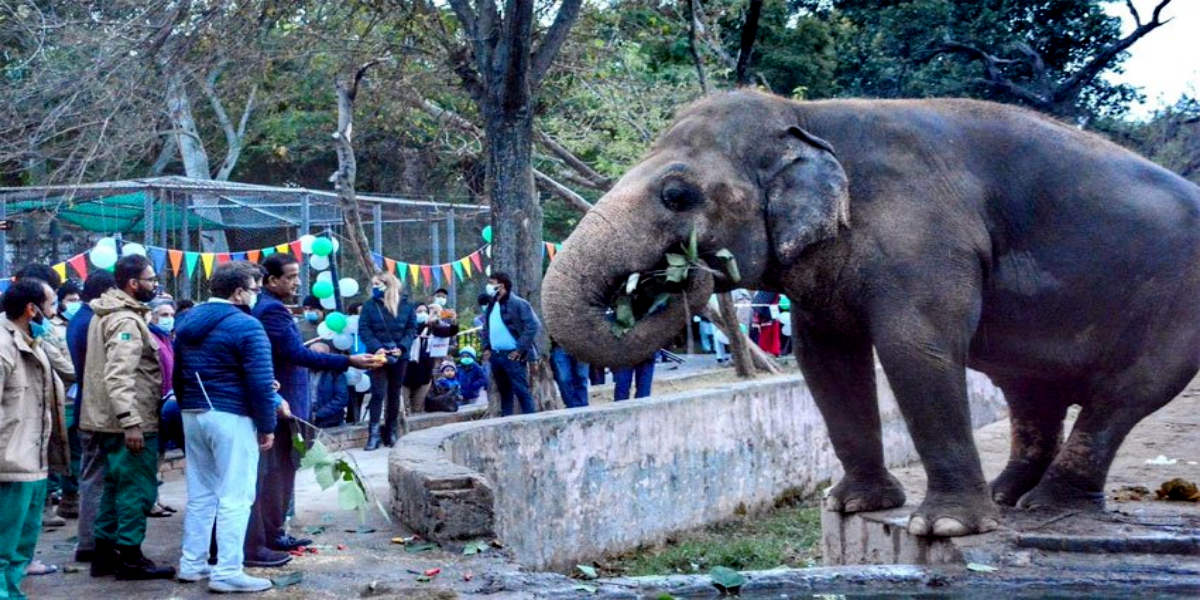 Kaavan elephant will be airlifted to Cambodia on Sunday