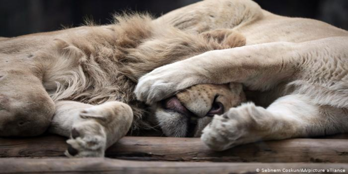 Four lions