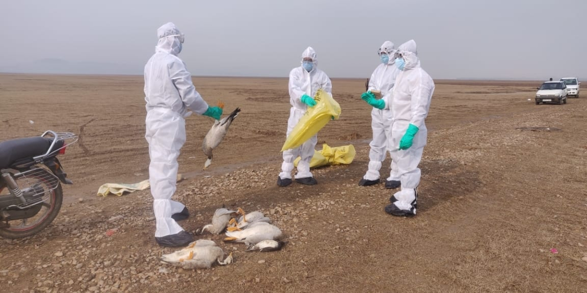 Bird flu in India