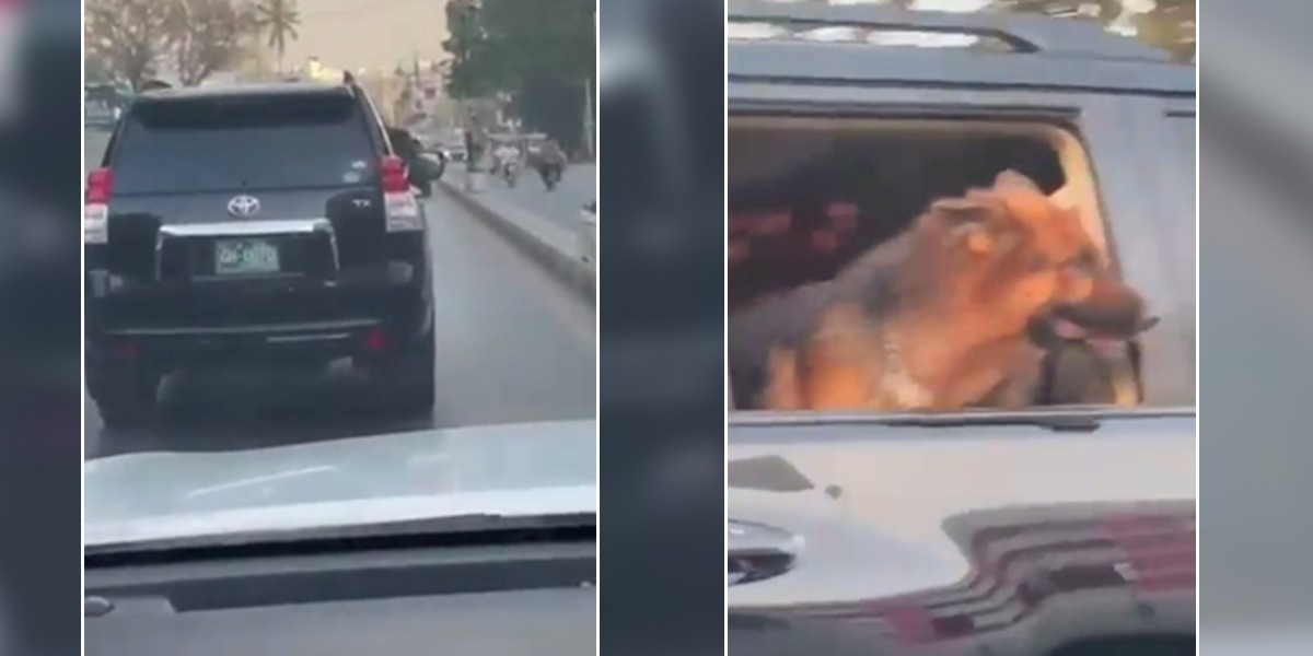 Dog land cruiser