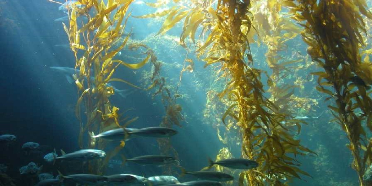 Here are some of the health benefits of Connecticut-grown sugar kelp