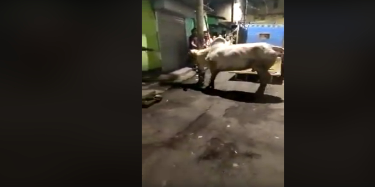 Ghost picked a cow