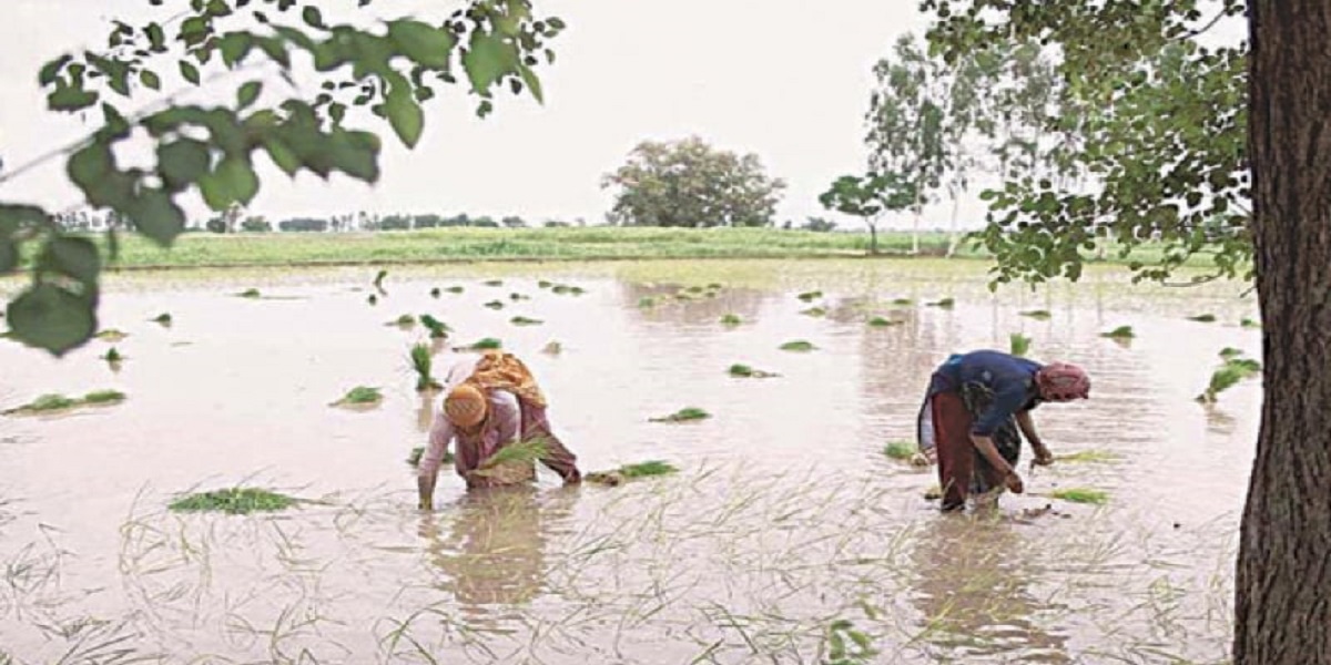 Sindh Abadgar Board seeks withdrawal of tax on cotton production to save local crops