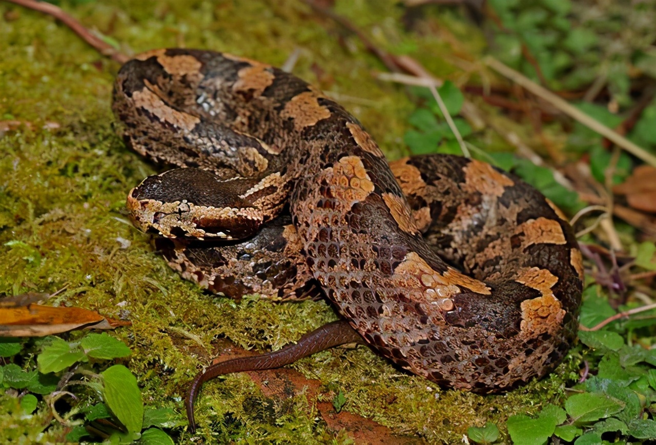 snake