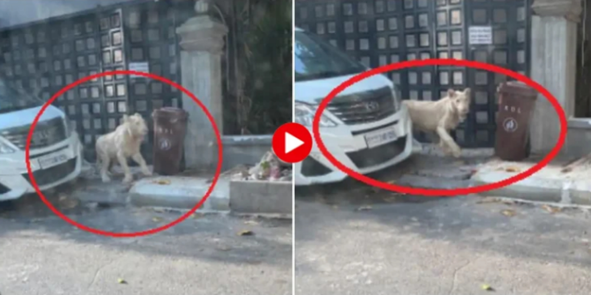 terrified lion came on the road