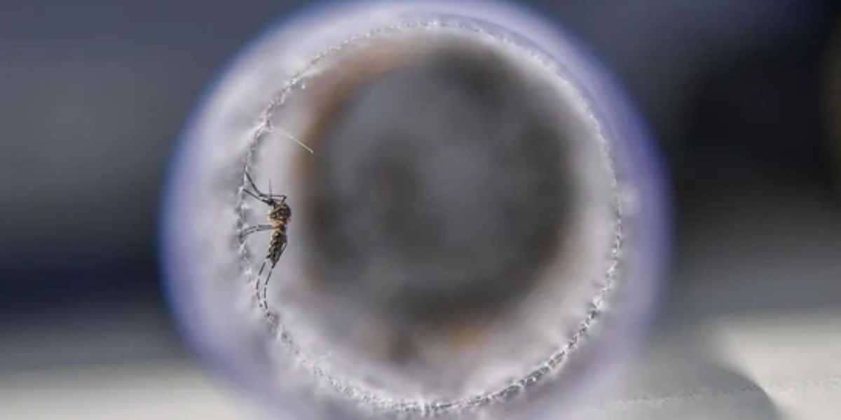 Zika virus symptoms