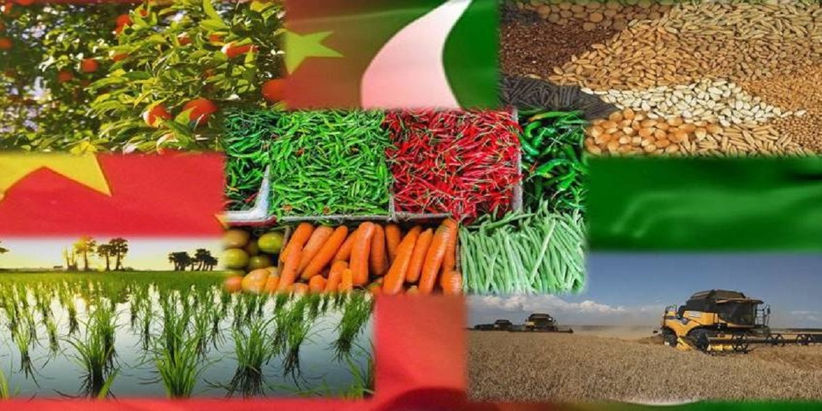 Large-scale farming to bring agricultural progress in Pakistan: Chinese scholar