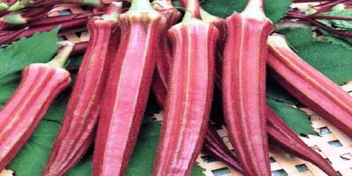 India: Red lady finger that costs Rs 800 per kg, here’s why?