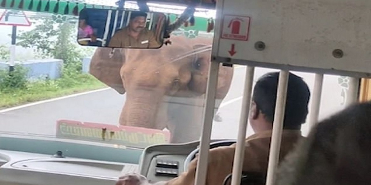 Tamil Nadu: Angry elephant shatters a bus windshield