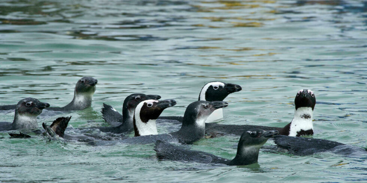 Bees kill dozens of endangered penguins in South Africa