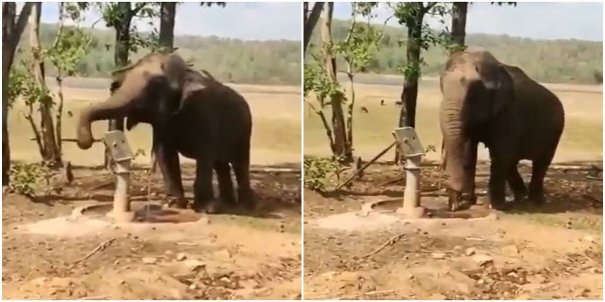 India: Elephant drawing water from tube-well wins hearts on Twitter