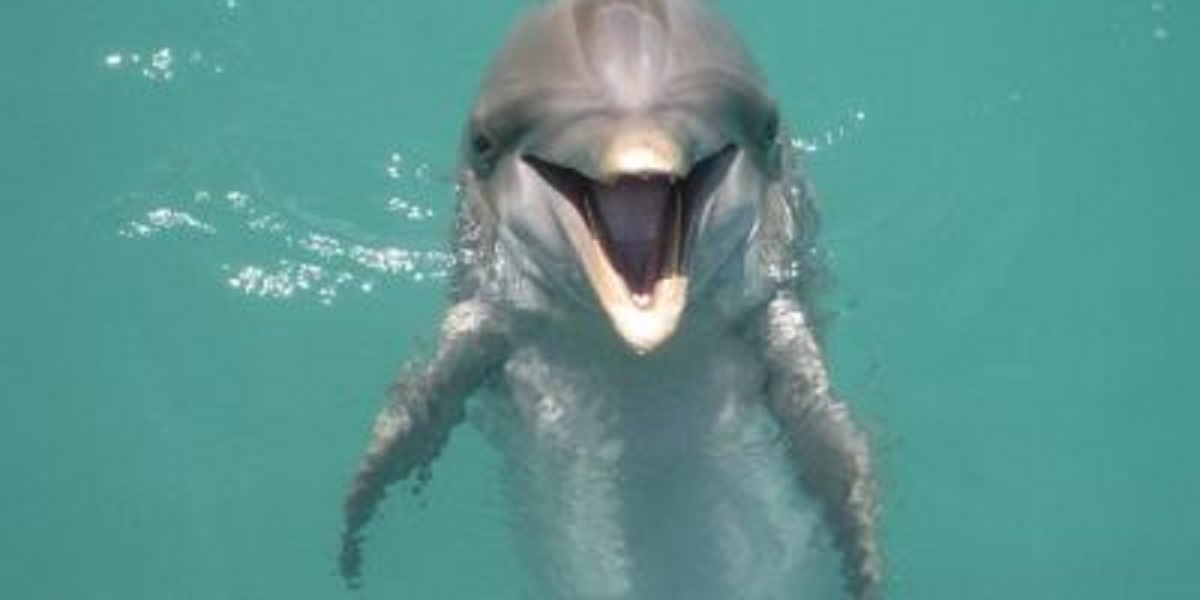 Swimmers advising the people to avoid randy dolphin