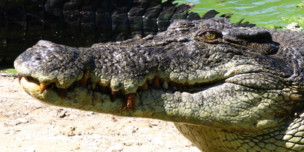 Lady shocked to see a crocodile in the back garden