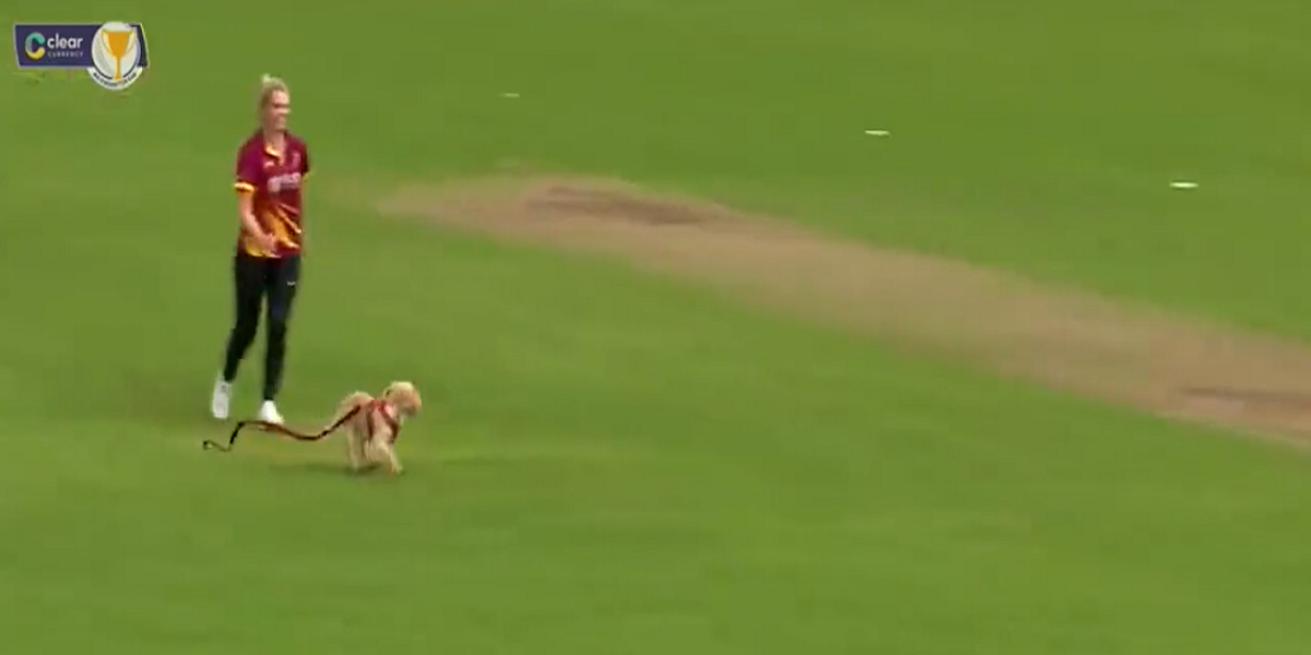 WATCH: Dog enters the ground and runs away with the ball