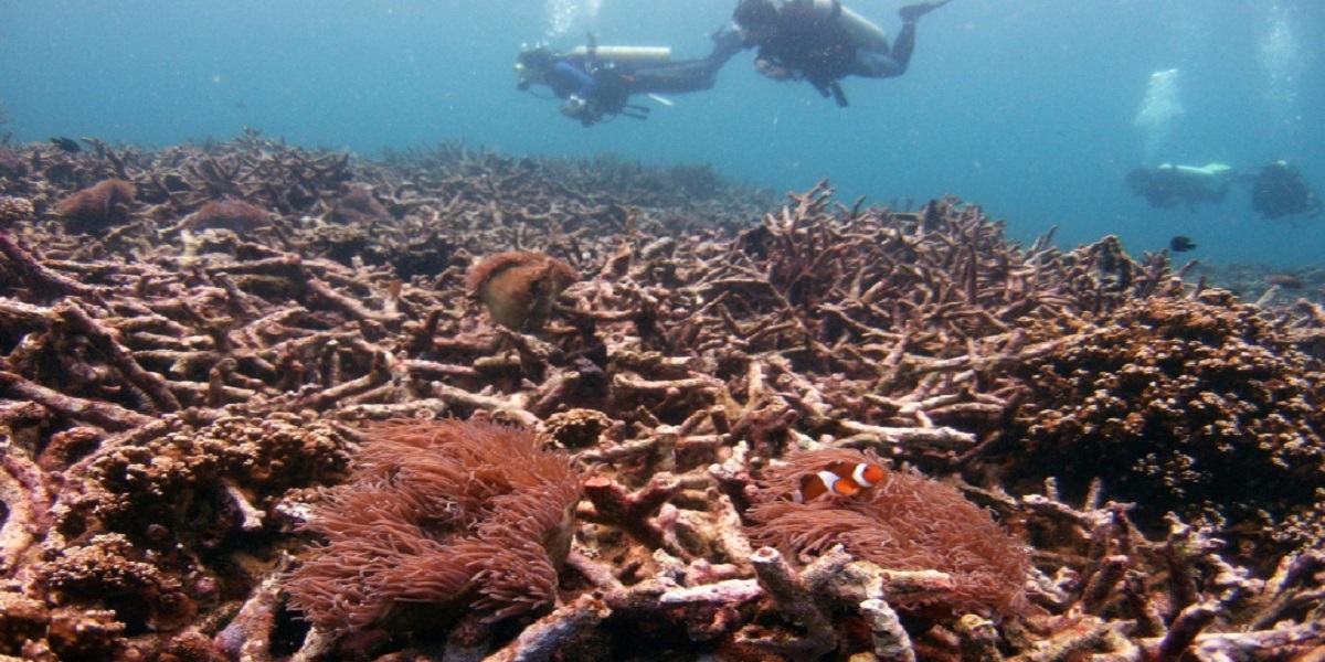 Global warming kills 14 percent of world's corals in a decade