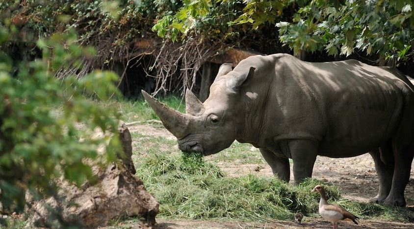 World's oldest white rhino dies in Italian zoo aged 54