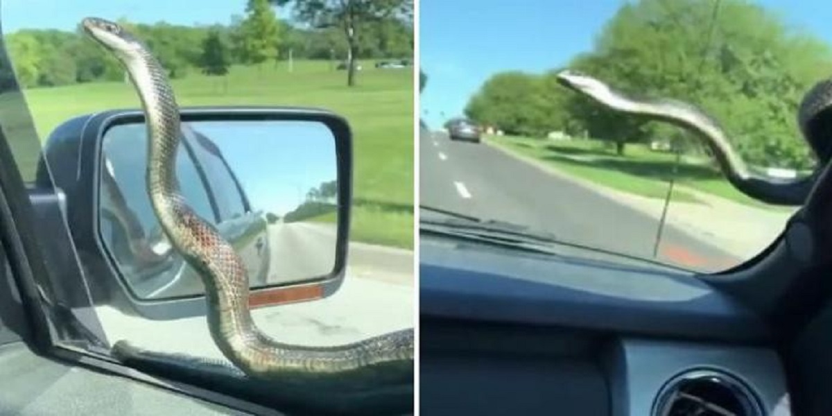 Snake takes a ride on a car's windscreen & get flicked off by viper