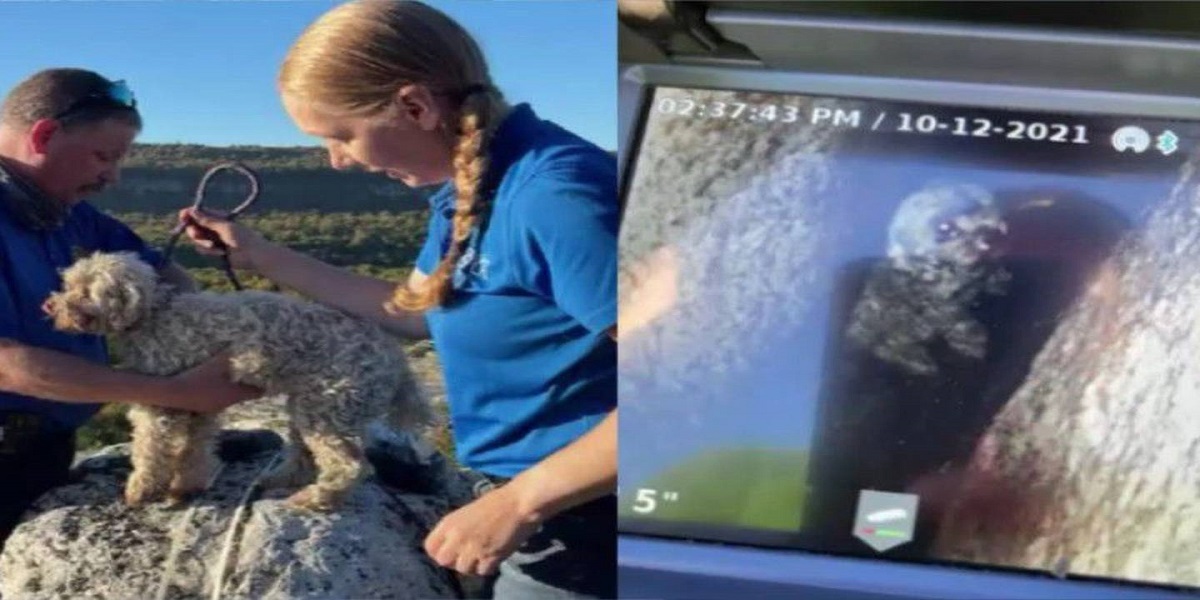 New York: New Jersey team rescued a dog trapped inside the cave