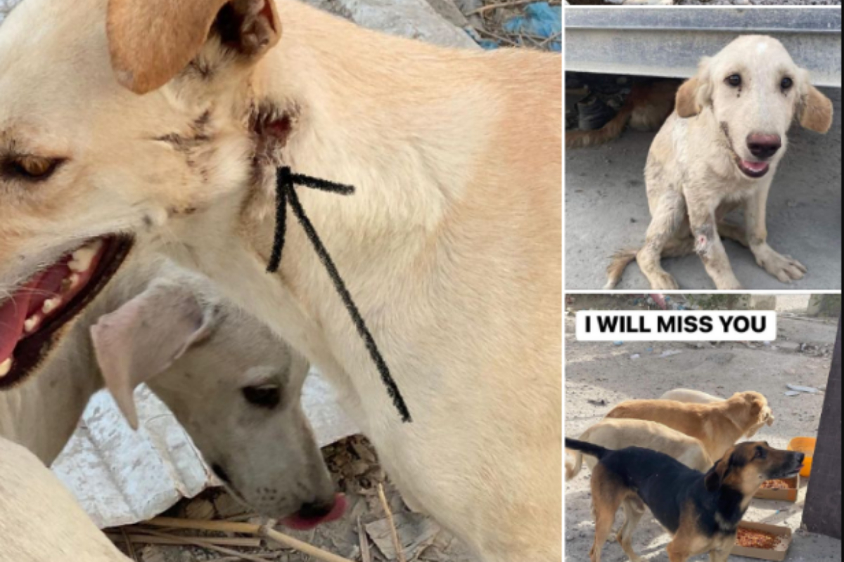 Gunmen in Qatar kill 29 dogs, including puppies