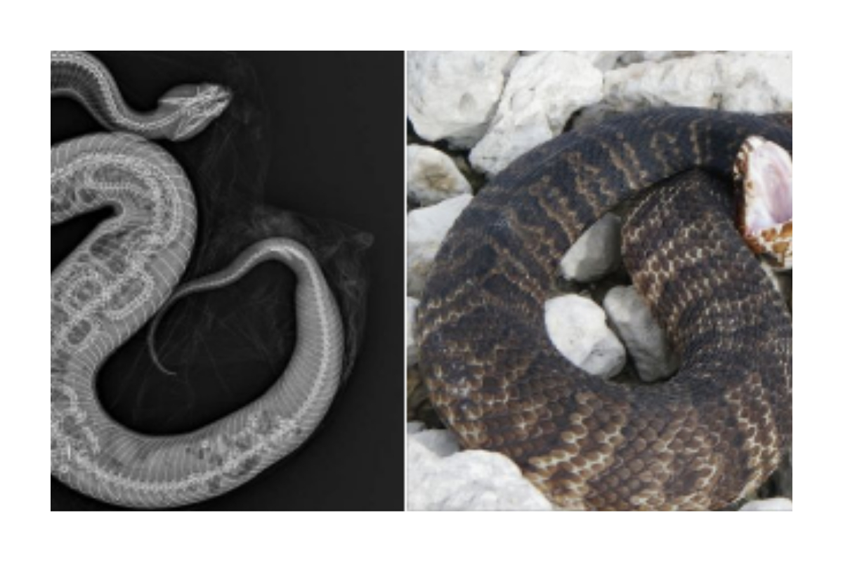 Cottonmouth ate python with tracking device implanted at Zoo Miami